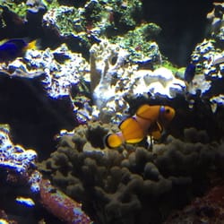 Aquarium Sea Life