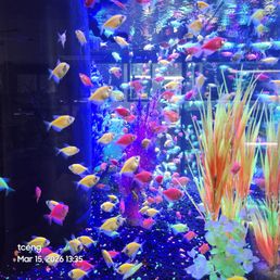 Swimming with the fishes Swimming with the fishes