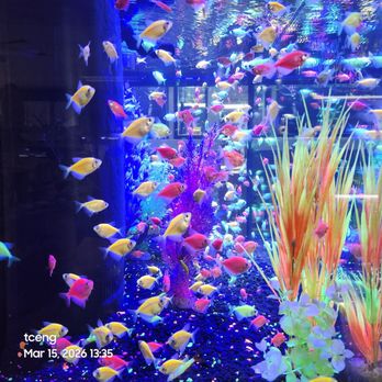 The Ocean Floor - Swimming with the fishes - Pet Stores Near Me - Phoenix, Arizona