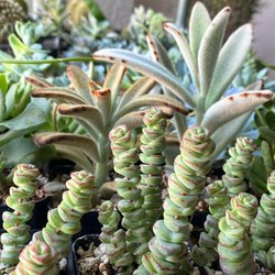 Evergreen Plant Co