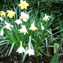 Blumenhaus Räuber