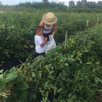710 U-Pick - Pick Your Own Farms Near Me - Indiantown, Florida