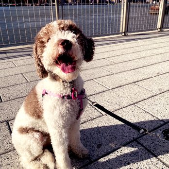 Williamsburg Dog Walking - Luna enjoying some sun along the waterfront - Dog Walkers Near Me - Brooklyn, New York