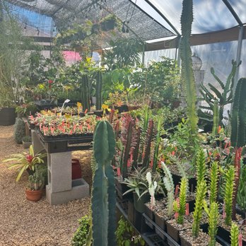Eden House Botanicals - Every succulent you can ever imagine - Nurseries & Gardening Near Me - Austin, Texas