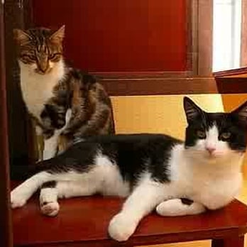 Westcott Cattery - Pet Sitting Near Me - Bexhill, ESX