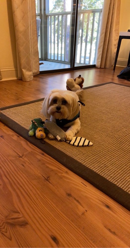 SUZETTE’S DOG AND CAT GROOMING 17 Photos 640 Hwy 17S Business