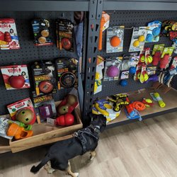 Addy's Pet Shop - Our pup checking out the excellent selection of toys!
