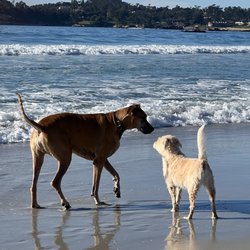 Your Pet's Other Best Friend - Scrufulufugus hanging out with a big guy at Carmel Beach.