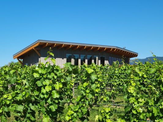 Grateful Vineyard by null