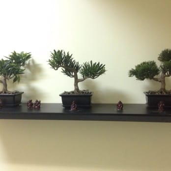 Action Karate Cinnaminson - Lovely mini Bonsai garden in the very clean restroom - Martial Arts Near Me - Cinnaminson, New Jersey