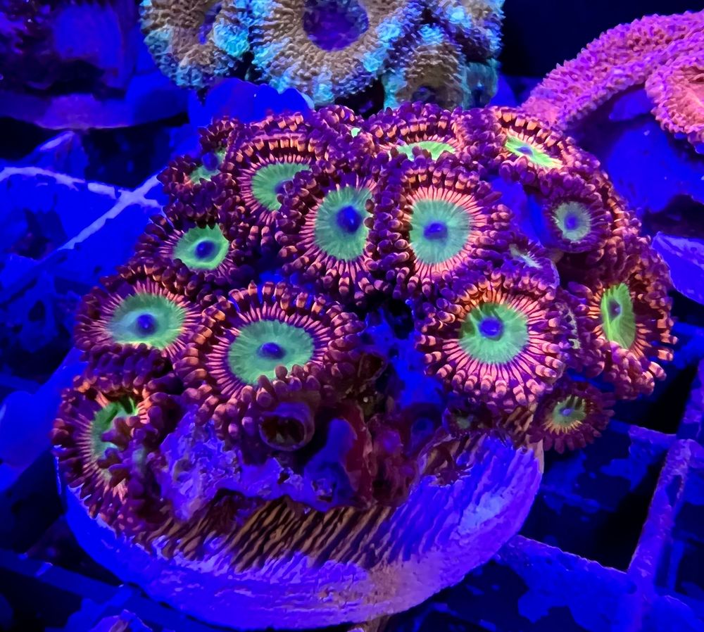 BARRIER REEF AQUARIUMS 161 Photos & 63 Reviews 1717 NE 44th St