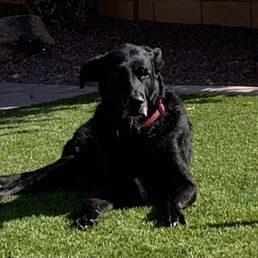 Brutus, my best friend and companion. Love you always buddy.  5/22-4/25
