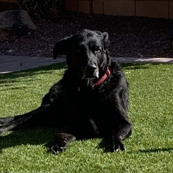 Angel Veterinary Services - Brutus, my best friend and companion. Love you always buddy.  5/22-4/25 - Veterinarians Near Me - Phoenix, Arizona