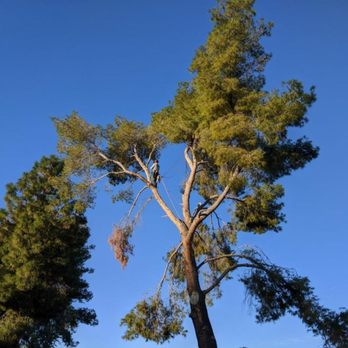 Tree Logic - Pine Removal - Tree Services Near Me Tree Logic - Pine Removal - Tree Services Near Me
