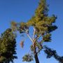 Photo of Tree Logic