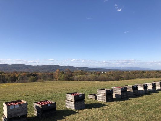 Apple Hill Farm by null