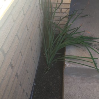 Green T Services - Lawn Services Near Me - Aurora, Illinois