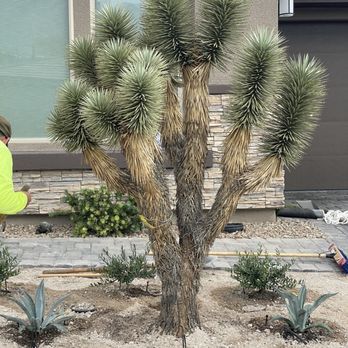 New View Landscapes - The perfect Joshua tree. - Landscaping Near Me New View Landscapes - The perfect Joshua tree. - Landscaping Near Me