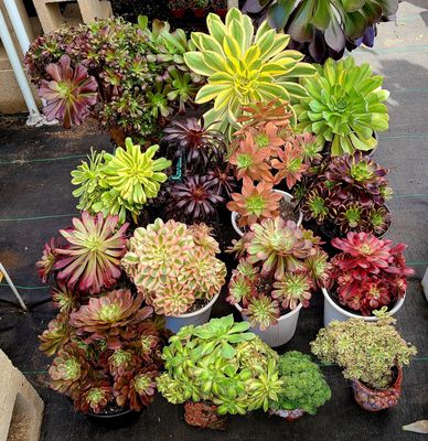 Ace Mega Succulents, 8070 Mt Vernon St, Lemon Grove, CA 91945, US - MapQuest