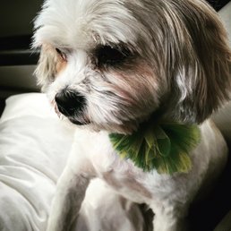 Falkor had his grooming at Pawzazz