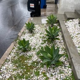 this was my home right after their visit, and it's just a small example -weeds are growing everywhere, what exactly am i paying for? this was my home right after their visit, and it's just a small example -weeds are growing everywhere, what exactly am i paying for?