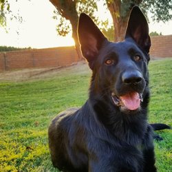Pet Rescue Center - Rest & Relaxation