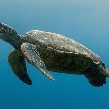 Dive Maui - Sea turtles everywhere! - Scuba Diving Near Me - Lahaina, Hawaii