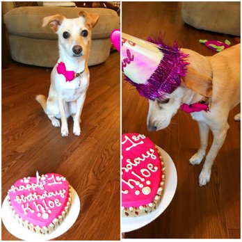 woof gang bakery birthday cake