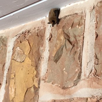 Cliff Dwellers Lodge - Found this adorable guy hanging out in check out morning. Made all the bad experience seem ok for a minute. - Rafting/Kayaking Near Me - Marble Canyon, Arizona