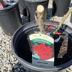 Hodge's Family Nursery - Great rose selection