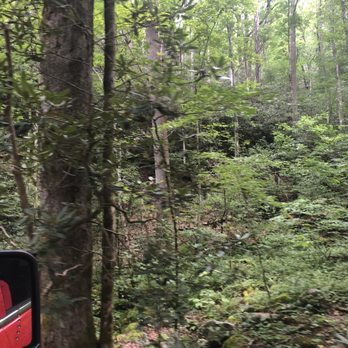 Roaring Fork Motor Nature Trail - Woods along trail - Hiking Near Me