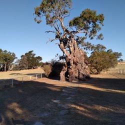 The Herbig Family Tree - Tree