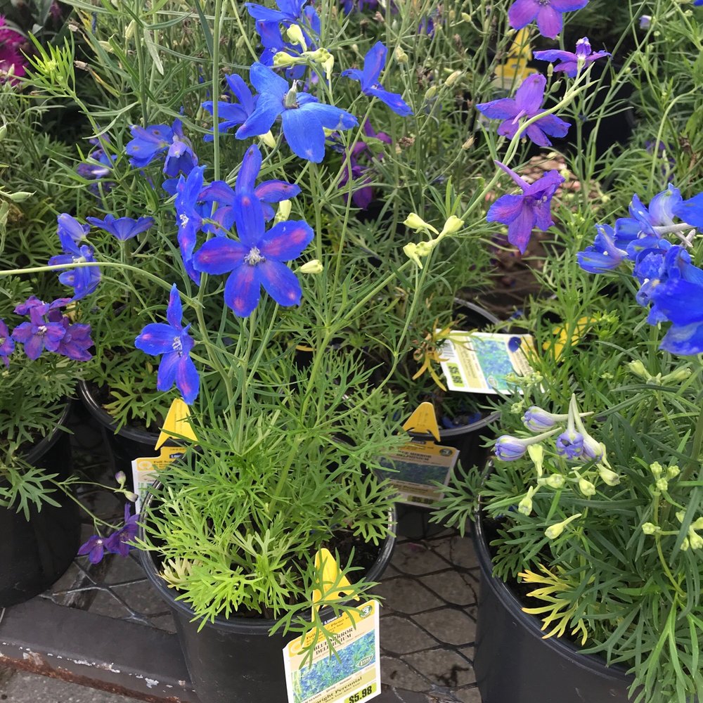 Lowe's Home Improvement - I just left Walmart Garden (Wallyworld)These blue Mirror Delphiniums are skimpy here.Triple the size,at the other(Wworld) - Hardware Stores Near Me - Vero Beach, Florida