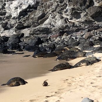 Hookipa Beach Park - There were about 14 turtles in the beach and more in the water - Parks Near Me - Paia, Hawaii