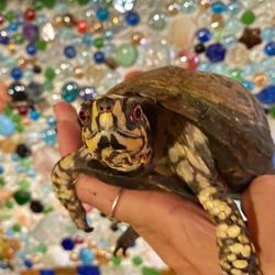 Wildlife Adventure Time - Tuck Box Turtle