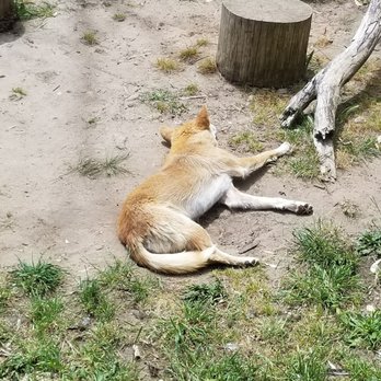 Cleland Conservation Park - Dingo. - Parks Near Me - Mount Lofty, SA