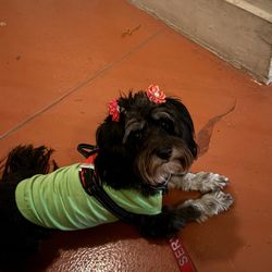Mission Bend Animal Clinic - He saved her life.  This is Angel