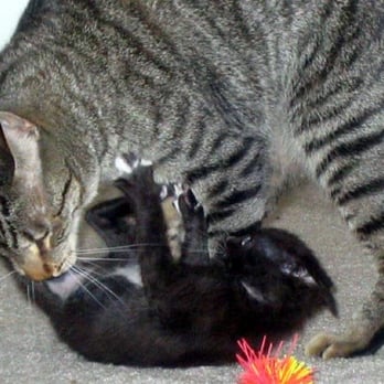 Burbank Pet Hospital - Cleaning the baby - Veterinarians Near Me - San Jose, California