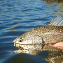 Marsh on the Fly - Fly fishing in Louisiana