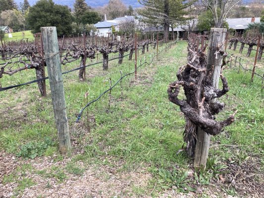 Matthiasson Winery by null
