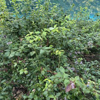 Rocky Point Farm - Beautiful blueberry bushes - Pick Your Own Farms Near Me - Warwick, Rhode Island