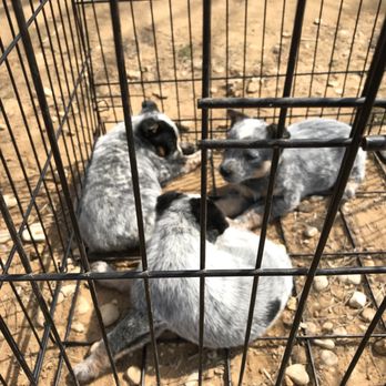 Las Esperanza Flea Market - Dogs for sale - Flea Markets Near Me - San Antonio, Texas Las Esperanza Flea Market - Dogs for sale - Flea Markets Near Me - San Antonio, Texas
