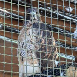 Red-tailed Hawk