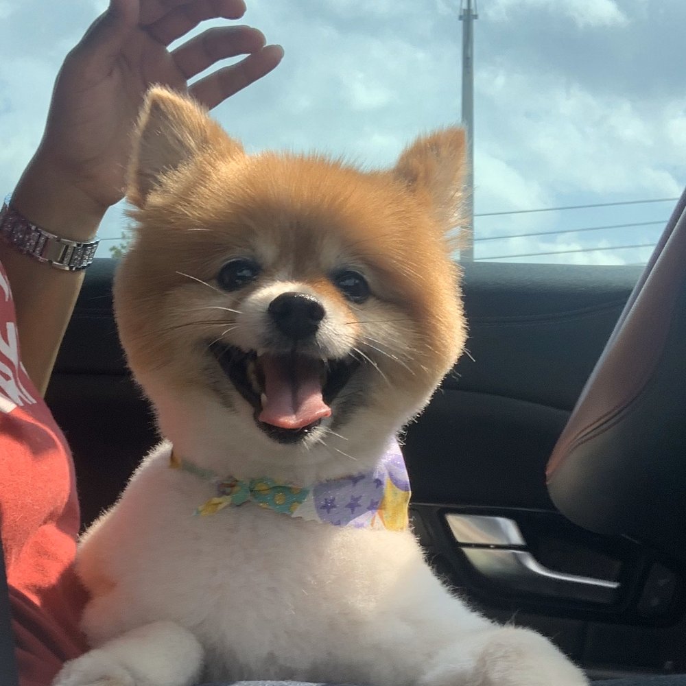 Happy Paws Pet Resort - A smiling and pleased Cloey on her way home from Happy Paws!! - Pet Sitting Near Me - Orlando, Florida