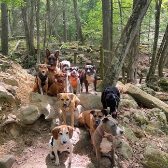 Bark and Burn - Dog Walkers Near Me - New York, New York Bark and Burn - Dog Walkers Near Me - New York, New York