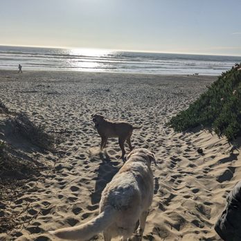 Morro Bay Dog Beach - Beaches Near Me - Cayucos, California Morro Bay Dog Beach - Beaches Near Me - Cayucos, California