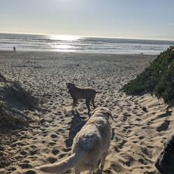 Morro Bay Dog Beach