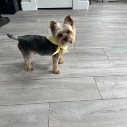 Rocco with the Snazzy cut! Rocco with the Snazzy cut!