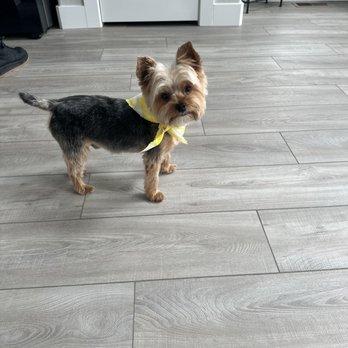 Snazzy Snout - Rocco with the Snazzy cut! - Pet Groomers Near Me - Colorado Springs, Colorado Snazzy Snout - Rocco with the Snazzy cut! - Pet Groomers Near Me - Colorado Springs, Colorado