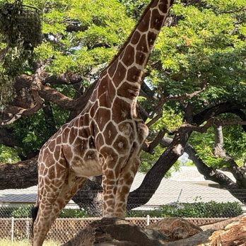 Honolulu Zoo - Zoos Near Me - Honolulu, Hawaii